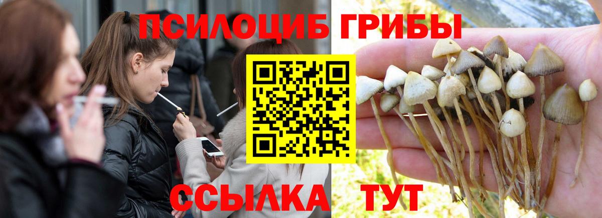 Псилоцибиновые грибы Psilocybe  Вход с VPN  Грязи 